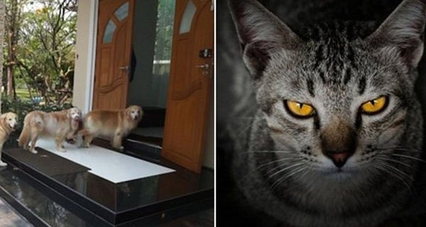 Vì sao nói: Mèo đến nhà thì khó, chó đến nhà thì sang? Vi sao noi: Meo den nha thi kho, cho den nha thi sang?