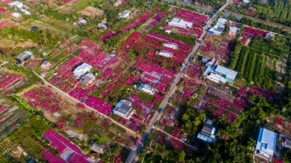 Hoa giấy ở "thủ phủ cây kiểng" miền Tây xuất vườn đón Tết Hoa giay o