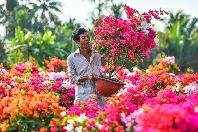 Hoa giấy ở "thủ phủ cây kiểng" miền Tây xuất vườn đón Tết - Hình 3 Hoa giay o