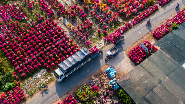Hoa giấy ở "thủ phủ cây kiểng" miền Tây xuất vườn đón Tết - Hình 5 Hoa giay o