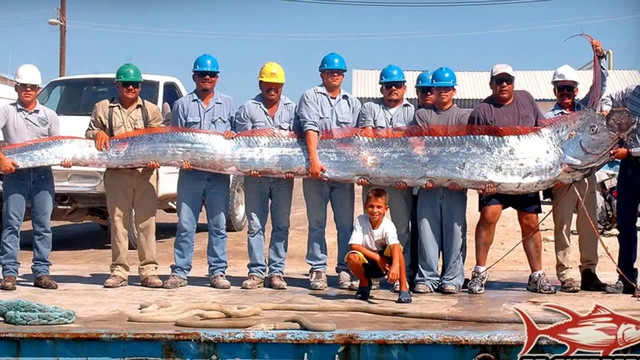 Cá Oarfish, báu vật của biển sâu - Hình 4 Ca Oarfish, bau vat cua bien sau-Hinh-4
