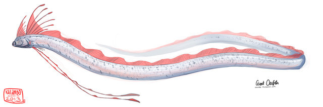 Cá Oarfish, báu vật của biển sâu - Hình 3 Ca Oarfish, bau vat cua bien sau-Hinh-3