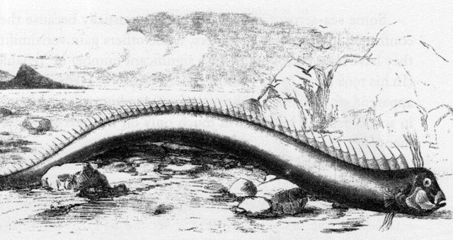 Cá Oarfish, báu vật của biển sâu Ca Oarfish, bau vat cua bien sau