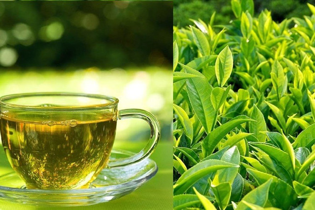 Uống nước trà mỗi ngày, cơ thể thay đổi ra sao? Uong nuoc tra moi ngay, co the thay doi ra sao?