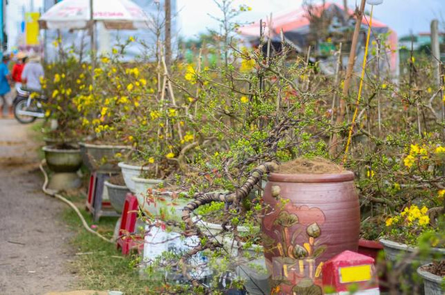 Các chủ vườn ở thủ phủ mai vàng miền Trung rao cây trên mạng xã hội - Hình 9 Cac chu vuon o thu phu mai vang mien Trung rao cay tren mang xa hoi-Hinh-9