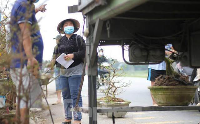Các chủ vườn ở thủ phủ mai vàng miền Trung rao cây trên mạng xã hội - Hình 8 Cac chu vuon o thu phu mai vang mien Trung rao cay tren mang xa hoi-Hinh-8