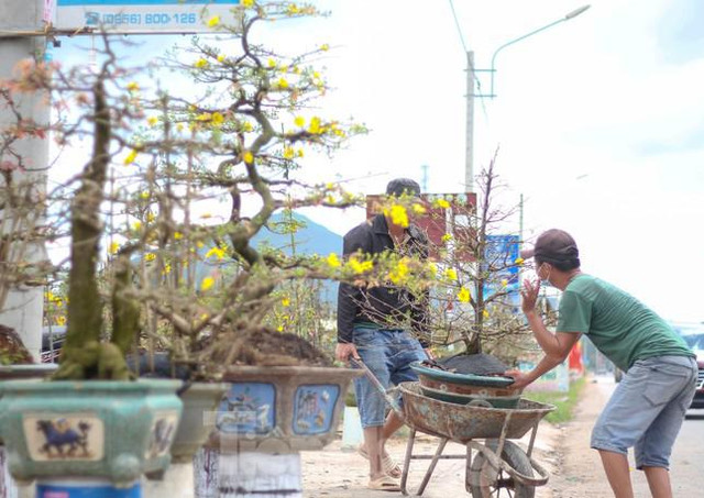 Các chủ vườn ở thủ phủ mai vàng miền Trung rao cây trên mạng xã hội - Hình 5 Cac chu vuon o thu phu mai vang mien Trung rao cay tren mang xa hoi-Hinh-5