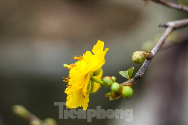 Các chủ vườn ở thủ phủ mai vàng miền Trung rao cây trên mạng xã hội - Hình 12 Cac chu vuon o thu phu mai vang mien Trung rao cay tren mang xa hoi-Hinh-12