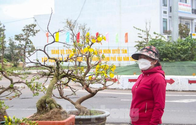 Các chủ vườn ở thủ phủ mai vàng miền Trung rao cây trên mạng xã hội - Hình 3 Cac chu vuon o thu phu mai vang mien Trung rao cay tren mang xa hoi-Hinh-3