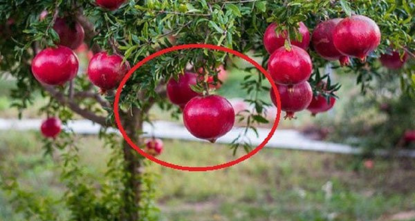 Trồng 6 loại cây này trước nhà, tiền bạc sinh sôi, con cháu phú quý Trong 6 loai cay nay truoc nha, tien bac sinh soi, con chau phu quy