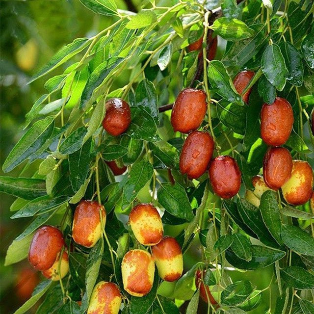 Trồng 6 loại cây này trước nhà, tiền bạc sinh sôi, con cháu phú quý - Hình 3 Trong 6 loai cay nay truoc nha, tien bac sinh soi, con chau phu quy-Hinh-3