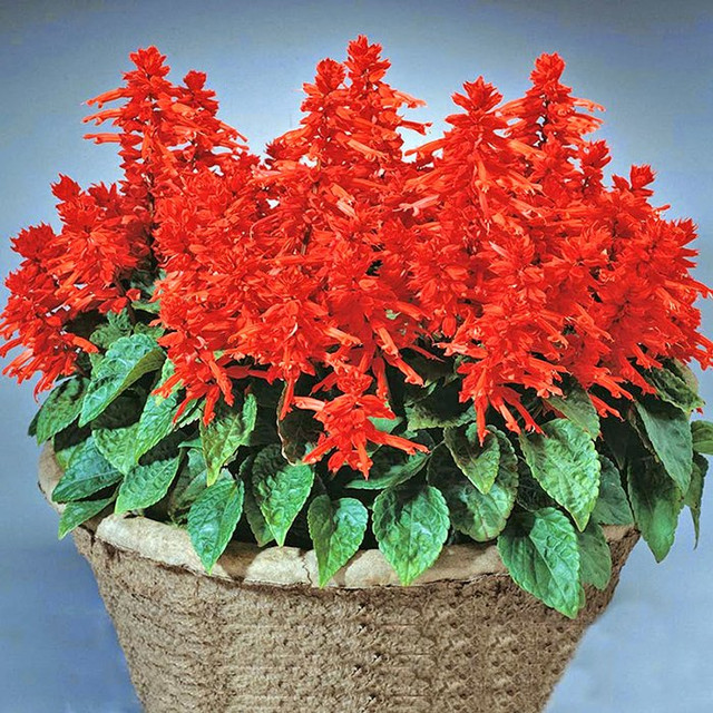 Chọn hoa Tết hợp gia chủ mệnh Kim - Mộc - Thủy - Hỏa - Thổ - Hình 5 Chon hoa Tet hop gia chu menh Kim - Moc - Thuy - Hoa - Tho-Hinh-5