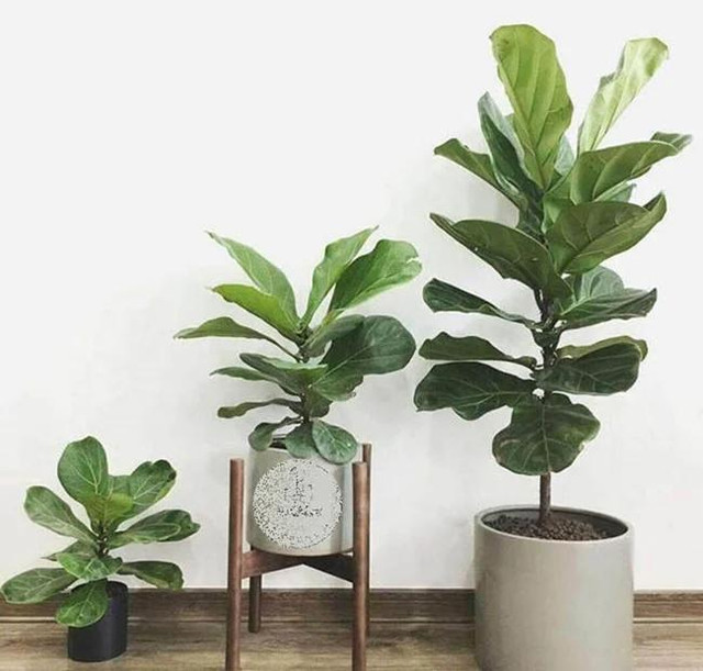 Trồng 5 cây cảnh này trong nhà, con cháu muốn nghèo cũng khó - Hình 4 Trong 5 cay canh nay trong nha, con chau muon ngheo cung kho-Hinh-4