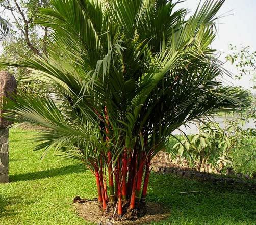 Trồng 5 cây cảnh này trong nhà, con cháu muốn nghèo cũng khó - Hình 2 Trong 5 cay canh nay trong nha, con chau muon ngheo cung kho-Hinh-2