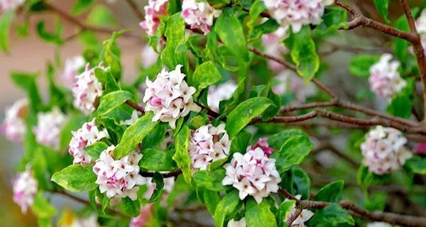 Trồng 5 cây cảnh này trong nhà, con cháu muốn nghèo cũng khó - Hình 5 Trong 5 cay canh nay trong nha, con chau muon ngheo cung kho-Hinh-5