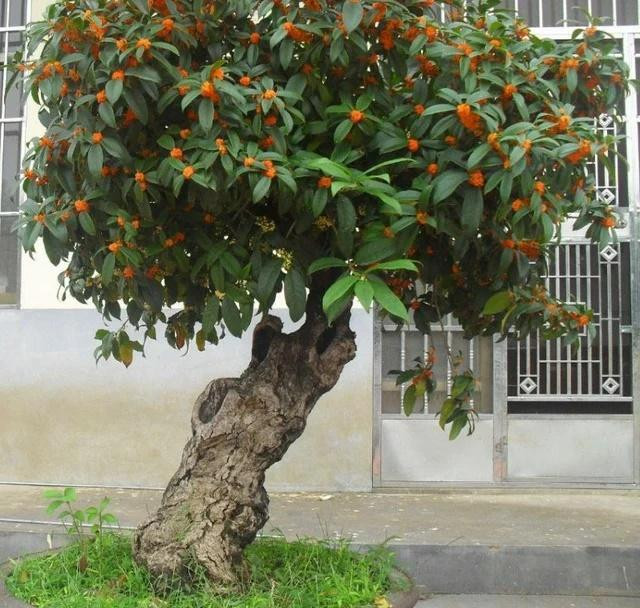 Các cụ dặn trồng 5 cây trong sân nhà, gia đình cát lành thịnh vượng Cac cu dan trong 5 cay trong san nha, gia dinh cat lanh thinh vuong