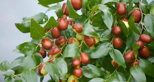 Các cụ dặn trồng 5 cây trong sân nhà, gia đình cát lành thịnh vượng - Hình 5 Cac cu dan trong 5 cay trong san nha, gia dinh cat lanh thinh vuong-Hinh-5