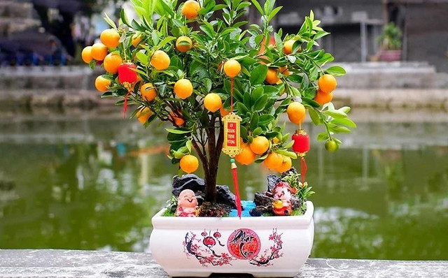 Các cụ dặn trồng 5 cây trong sân nhà, gia đình cát lành thịnh vượng - Hình 3 Cac cu dan trong 5 cay trong san nha, gia dinh cat lanh thinh vuong-Hinh-3