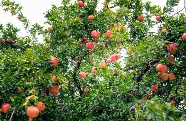Các cụ dặn trồng 5 cây trong sân nhà, gia đình cát lành thịnh vượng - Hình 2 Cac cu dan trong 5 cay trong san nha, gia dinh cat lanh thinh vuong-Hinh-2