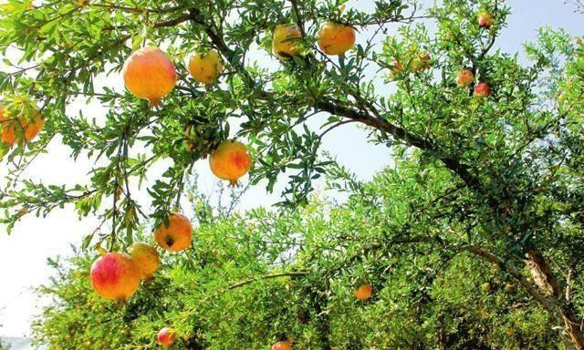Người xưa dặn: 'Trước trồng táo, sau trồng mai, Đông trồng lựu, Tây trồng hồng' - Hình 6 Nguoi xua dan: 'Truoc trong tao, sau trong mai, Dong trong luu, Tay trong hong'-Hinh-6