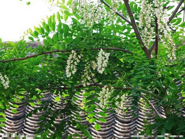 Người xưa dặn: 'Trước trồng táo, sau trồng mai, Đông trồng lựu, Tây trồng hồng' - Hình 3 Nguoi xua dan: 'Truoc trong tao, sau trong mai, Dong trong luu, Tay trong hong'-Hinh-3