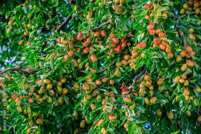 Người xưa dặn: 'Trước trồng táo, sau trồng mai, Đông trồng lựu, Tây trồng hồng' - Hình 2 Nguoi xua dan: 'Truoc trong tao, sau trong mai, Dong trong luu, Tay trong hong'-Hinh-2