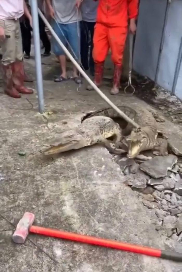 3 con cá sấu bất ngờ chui lên từ vỉa hè nứt nẻ 3 con ca sau bat ngo chui len tu via he nut ne
