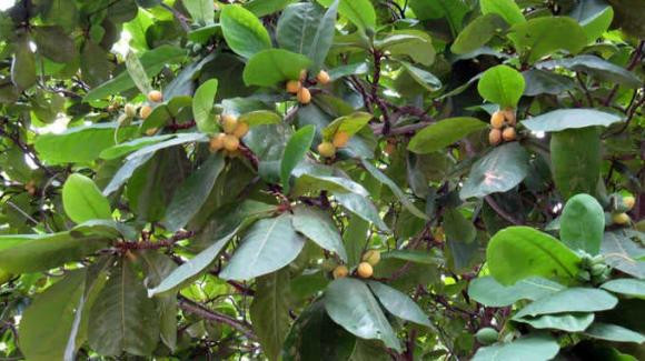 Có một loại quả thơm ngọt, được chứng minh cực tốt cho sức khỏe - Hình 3 Co mot loai qua thom ngot, duoc chung minh cuc tot cho suc khoe-Hinh-3