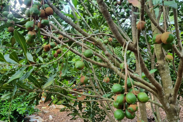 Tưởng vỡ mộng hóa ra 50 năm ngồi chơi thu tiền với “cây tỷ phú“ Tuong vo mong hoa ra 50 nam ngoi choi thu tien voi “cay ty phu“