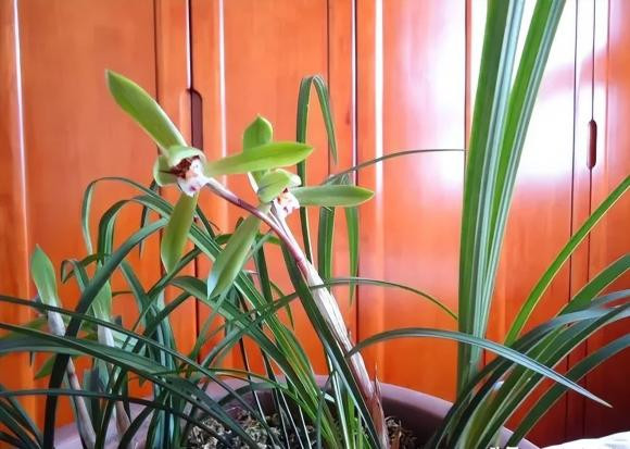 Vào tháng 8, trong nhà trồng 5 loại hoa này đầy cát tường Vao thang 8, trong nha trong 5 loai hoa nay day cat tuong