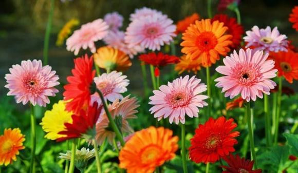 Vào tháng 8, trong nhà trồng 5 loại hoa này đầy cát tường - Hình 4 Vao thang 8, trong nha trong 5 loai hoa nay day cat tuong-Hinh-4