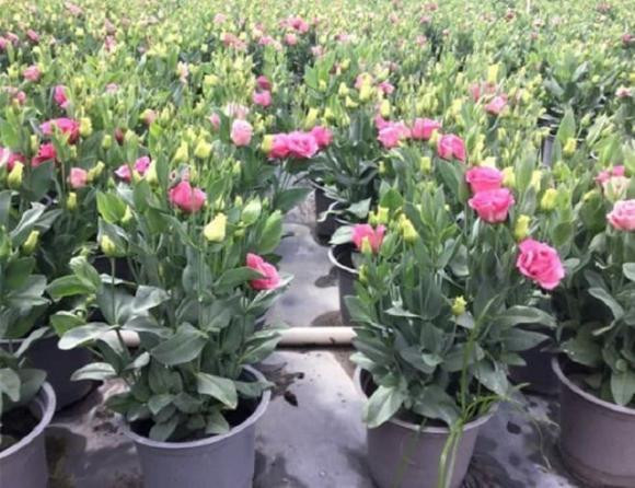 Vào tháng 8, trong nhà trồng 5 loại hoa này đầy cát tường - Hình 3 Vao thang 8, trong nha trong 5 loai hoa nay day cat tuong-Hinh-3