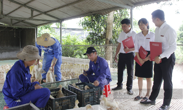 9X Quảng Trị cất bằng cử nhân, bỏ phố về nuôi bò, nuôi vịt - Hình 4 9X Quang Tri cat bang cu nhan, bo pho ve nuoi bo, nuoi vit-Hinh-4