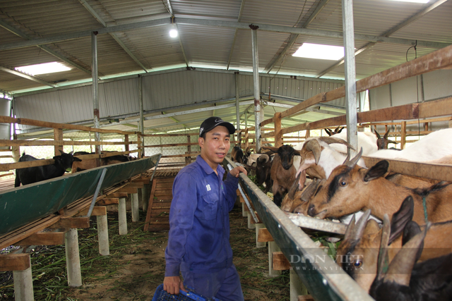 9X Quảng Trị cất bằng cử nhân, bỏ phố về nuôi bò, nuôi vịt - Hình 2 9X Quang Tri cat bang cu nhan, bo pho ve nuoi bo, nuoi vit-Hinh-2