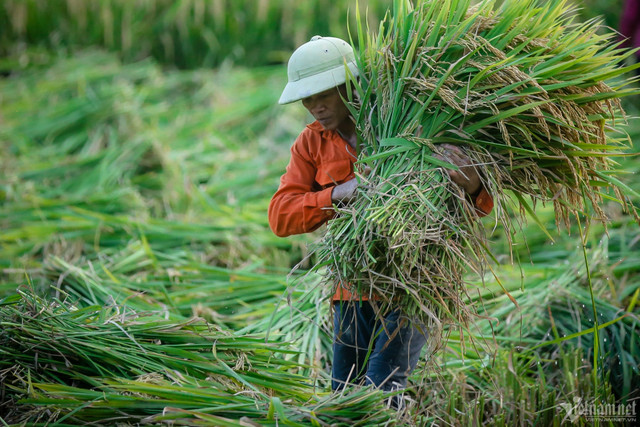 Thế giới thêm tin xấu về gạo, Việt Nam còn bao nhiêu để xuất khẩu? - Hình 2 The gioi them tin xau ve gao, Viet Nam con bao nhieu de xuat khau?-Hinh-2
