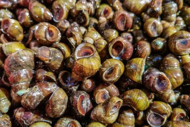 Ốc mua về đừng luộc ngay, ngâm với thứ này hết sạch bùn đất - Hình 4 Oc mua ve dung luoc ngay, ngam voi thu nay het sach bun dat-Hinh-4