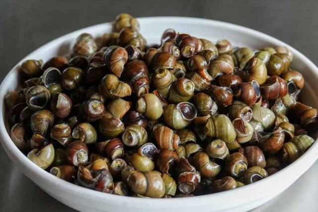 Ốc mua về đừng luộc ngay, ngâm với thứ này hết sạch bùn đất - Hình 6 Oc mua ve dung luoc ngay, ngam voi thu nay het sach bun dat-Hinh-6