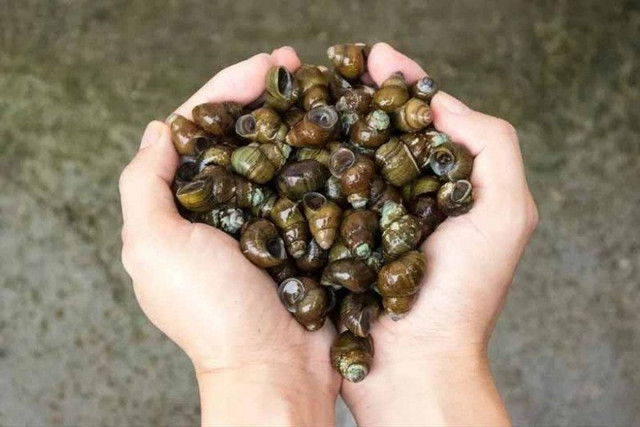 Ốc mua về đừng luộc ngay, ngâm với thứ này hết sạch bùn đất - Hình 3 Oc mua ve dung luoc ngay, ngam voi thu nay het sach bun dat-Hinh-3
