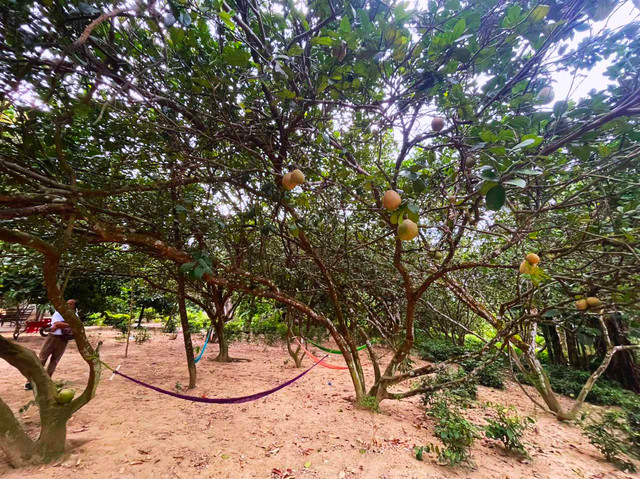 Đại Bình, ‘miền xanh ngọt ngào’ của Quảng Nam - Hình 2 Dai Binh, ‘mien xanh ngot ngao’ cua Quang Nam-Hinh-2