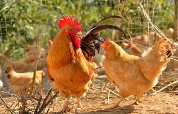 "Đàn ông sợ gà, đàn bà sợ cừu'" có ý gì? - Hình 3