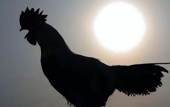 "Đàn ông sợ gà, đàn bà sợ cừu'" có ý gì? - Hình 2