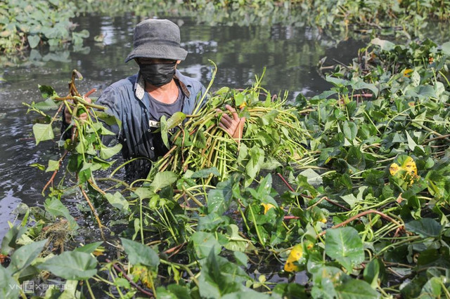 Không muốn chết sớm, tuyệt đối đừng ăn 4 loại rau phá nội tạng - Hình 2 Khong muon chet som, tuyet doi dung an 4 loai rau pha noi tang-Hinh-2