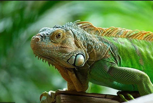 Sở thích quái đản của loài thằn lằn Nam Mỹ So thich quai dan cua loai than lan Nam My