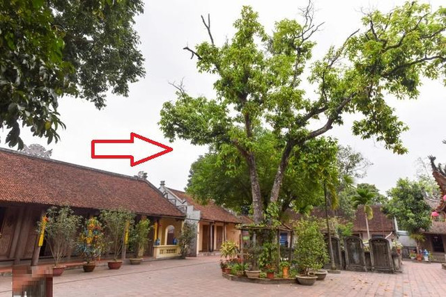 5 loại cây trồng trong dương trạch, con cháu 3 đời khốn khó lao đao 5 loai cay trong trong duong trach, con chau 3 doi khon kho lao dao