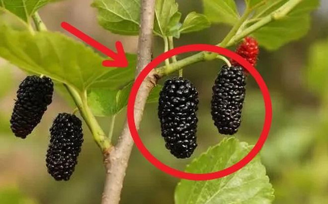 5 loại cây trồng trong dương trạch, con cháu 3 đời khốn khó lao đao - Hình 3 5 loai cay trong trong duong trach, con chau 3 doi khon kho lao dao-Hinh-3