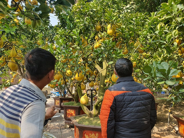Bưởi cảnh xuống phố có giá hàng chục triệu đồng/gốc - Hình 4 Buoi canh xuong pho co gia hang chuc trieu dong/goc-Hinh-4