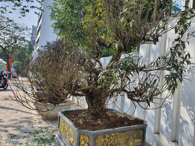 Bưởi cảnh xuống phố có giá hàng chục triệu đồng/gốc - Hình 12 Buoi canh xuong pho co gia hang chuc trieu dong/goc-Hinh-12