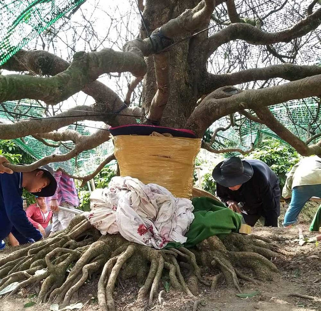 Đại gia Cần Thơ bỏ 3,8 tỷ đồng thửa cây mai đại thụ về ngắm Dai gia Can Tho bo 3,8 ty dong thua cay mai dai thu ve ngam