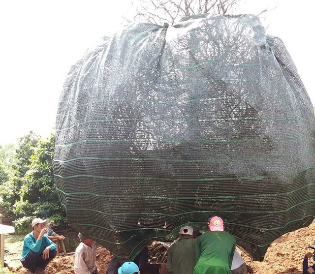 Đại gia Cần Thơ bỏ 3,8 tỷ đồng thửa cây mai đại thụ về ngắm - Hình 2 Dai gia Can Tho bo 3,8 ty dong thua cay mai dai thu ve ngam-Hinh-2