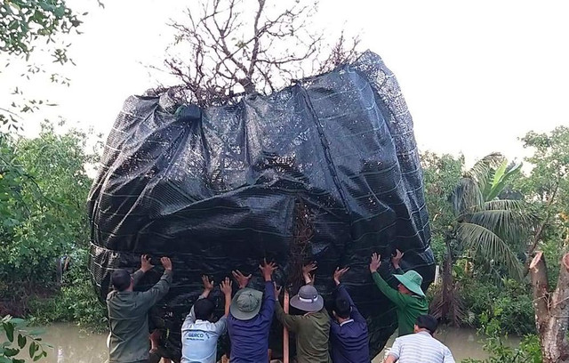 Đại gia Cần Thơ bỏ 3,8 tỷ đồng thửa cây mai đại thụ về ngắm - Hình 6 Dai gia Can Tho bo 3,8 ty dong thua cay mai dai thu ve ngam-Hinh-6